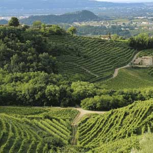 Rilievo di terreni urbani e agricoli con GPS e stazione totale