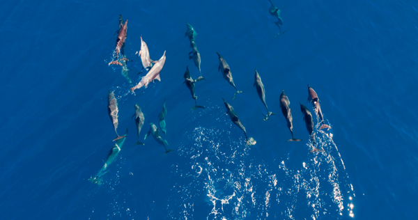 Immagine di delfini scattata con DJI Phantom 4 RTK